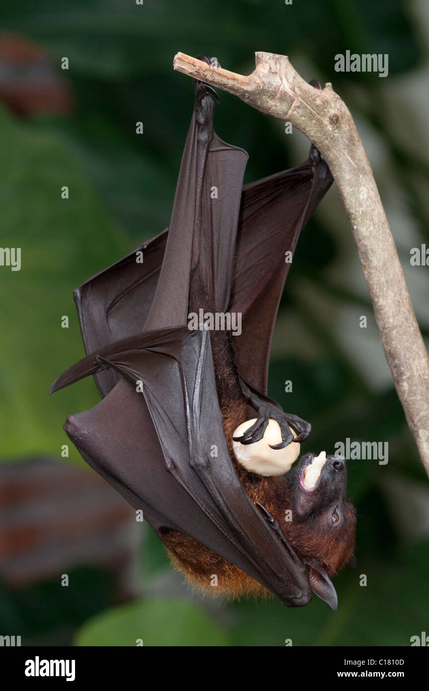 Un fruit bat également connu sous le nom de flying fox (Pteropus vampyrus) à Bali Indonésie manger salak ou fruit serpent Banque D'Images