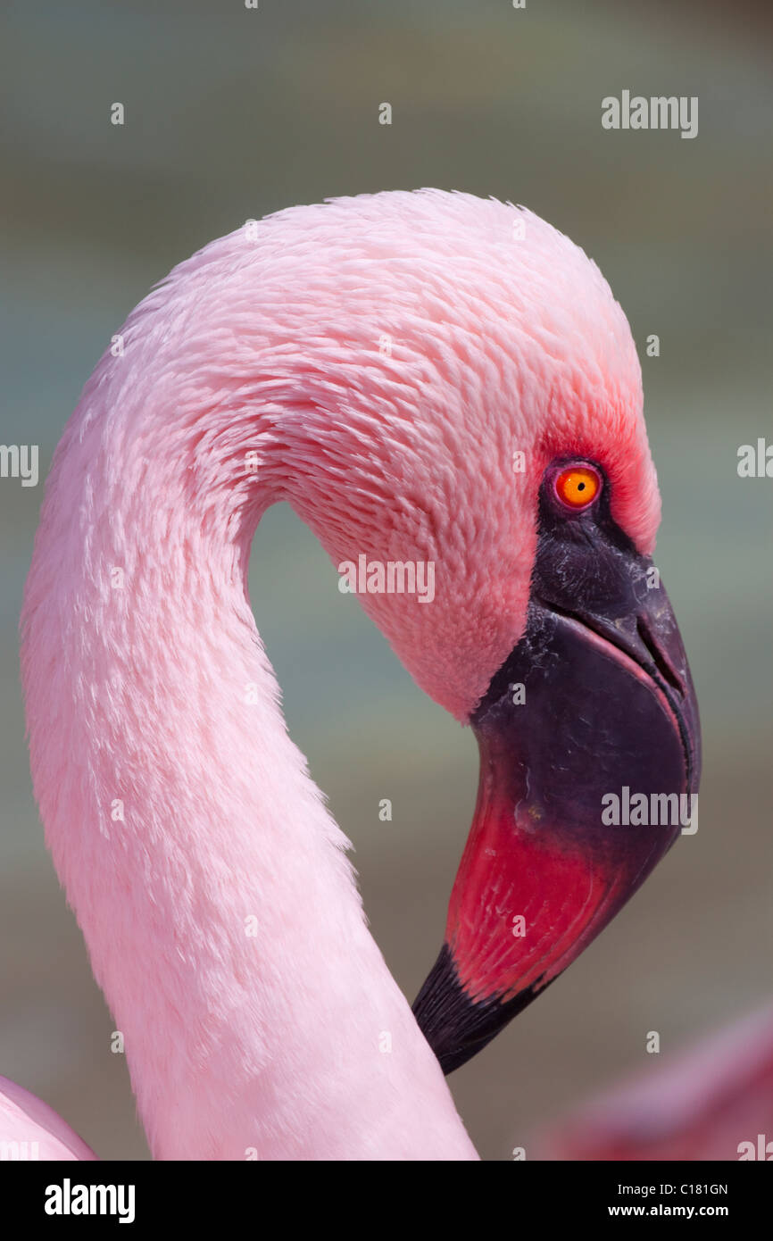 Flamant du Chili Phoenicopterus chilensis gros plan Banque D'Images