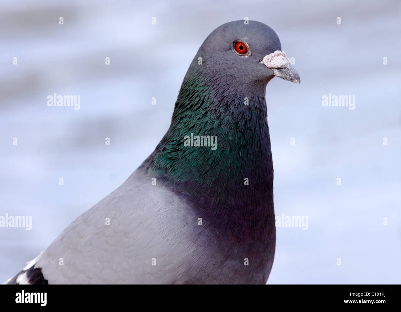 Gros plan du Pigeon, pigeon biset Banque D'Images