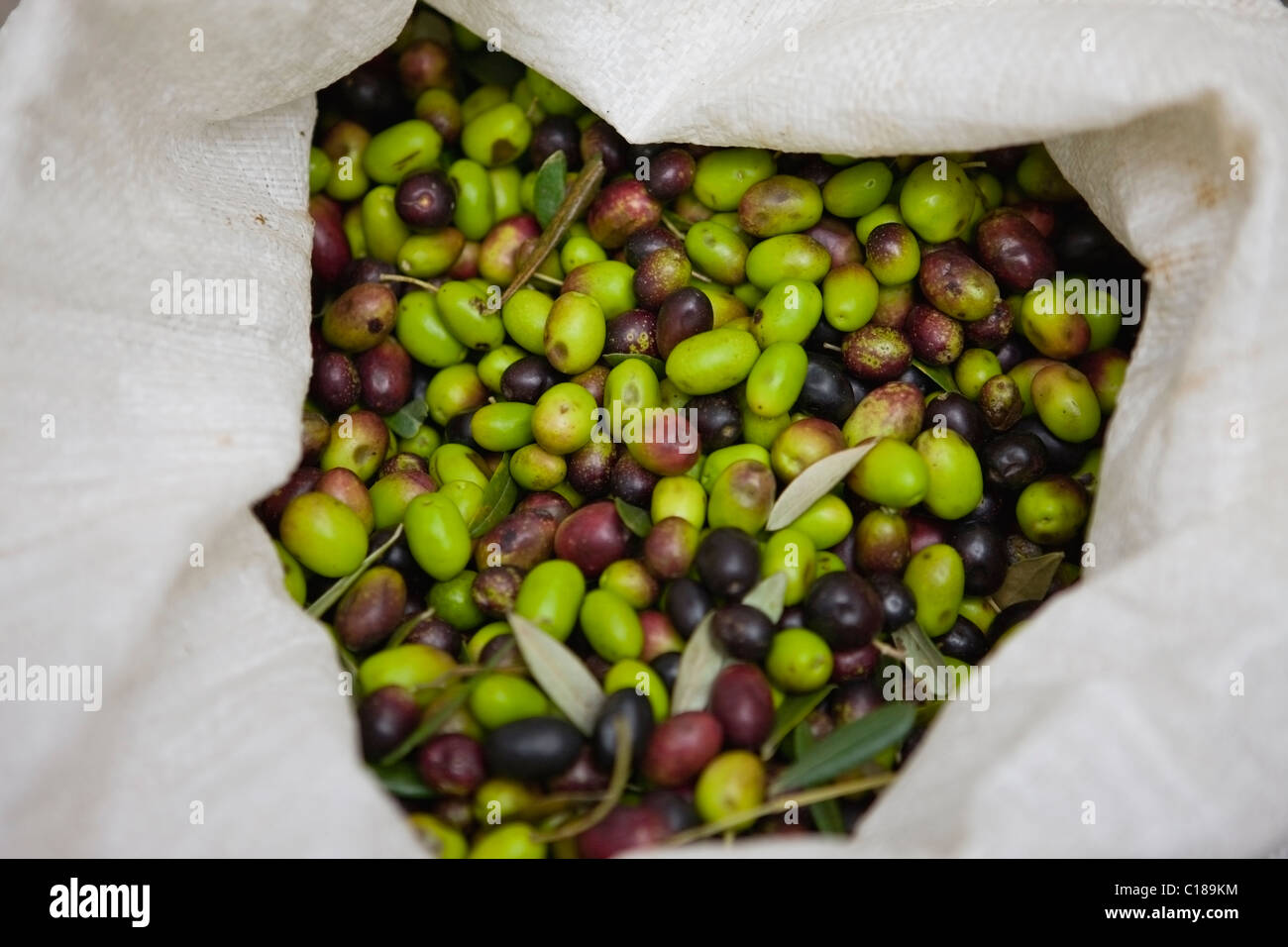 Sac rempli d'olives fraîches Banque D'Images