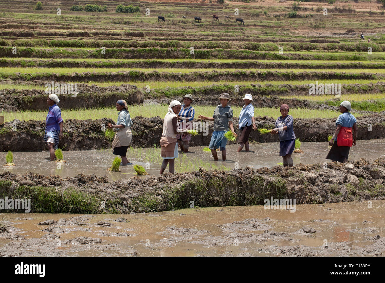 Femmes plantant des semences de riz Banque de photographies et d’images ...