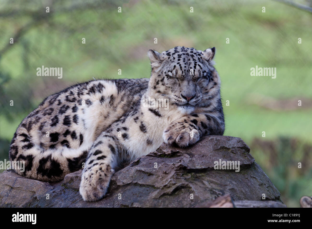 Snow Leopard s'assit sur un rocher endormi Banque D'Images