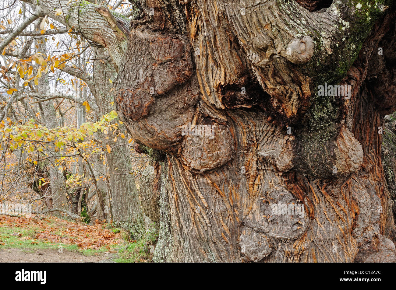 Old sweet chestnut tree, Castanea sativa. Souto de Rozavales, Manzaneda, Ourense, Espagne. Banque D'Images