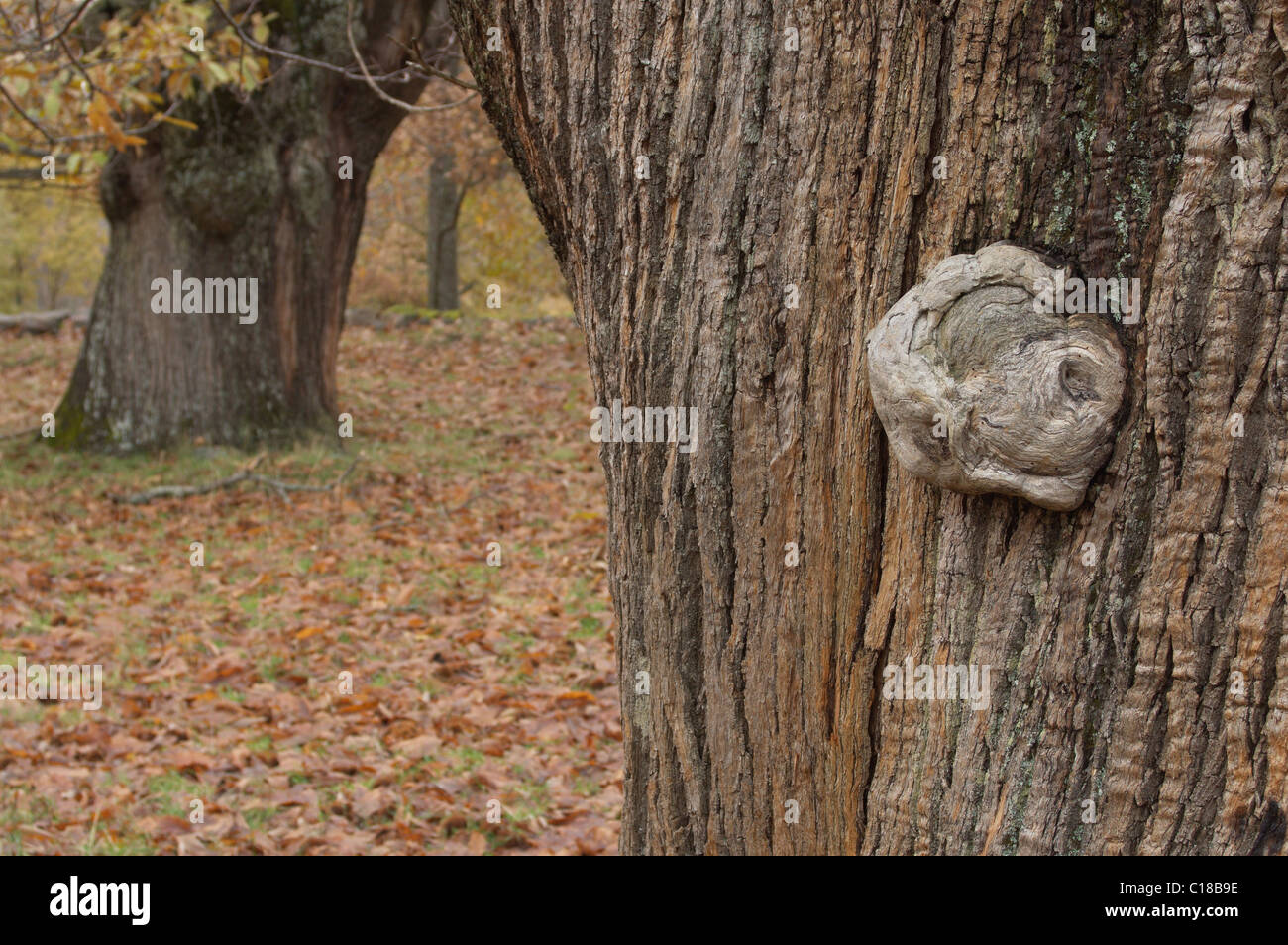 Nœud fongiques sur un arbre, le CHÂTAIGNIER Castanea sativa. Pumbarinos Rozavales, Souto de, Manzaneda, Ourense, Espagne. Banque D'Images