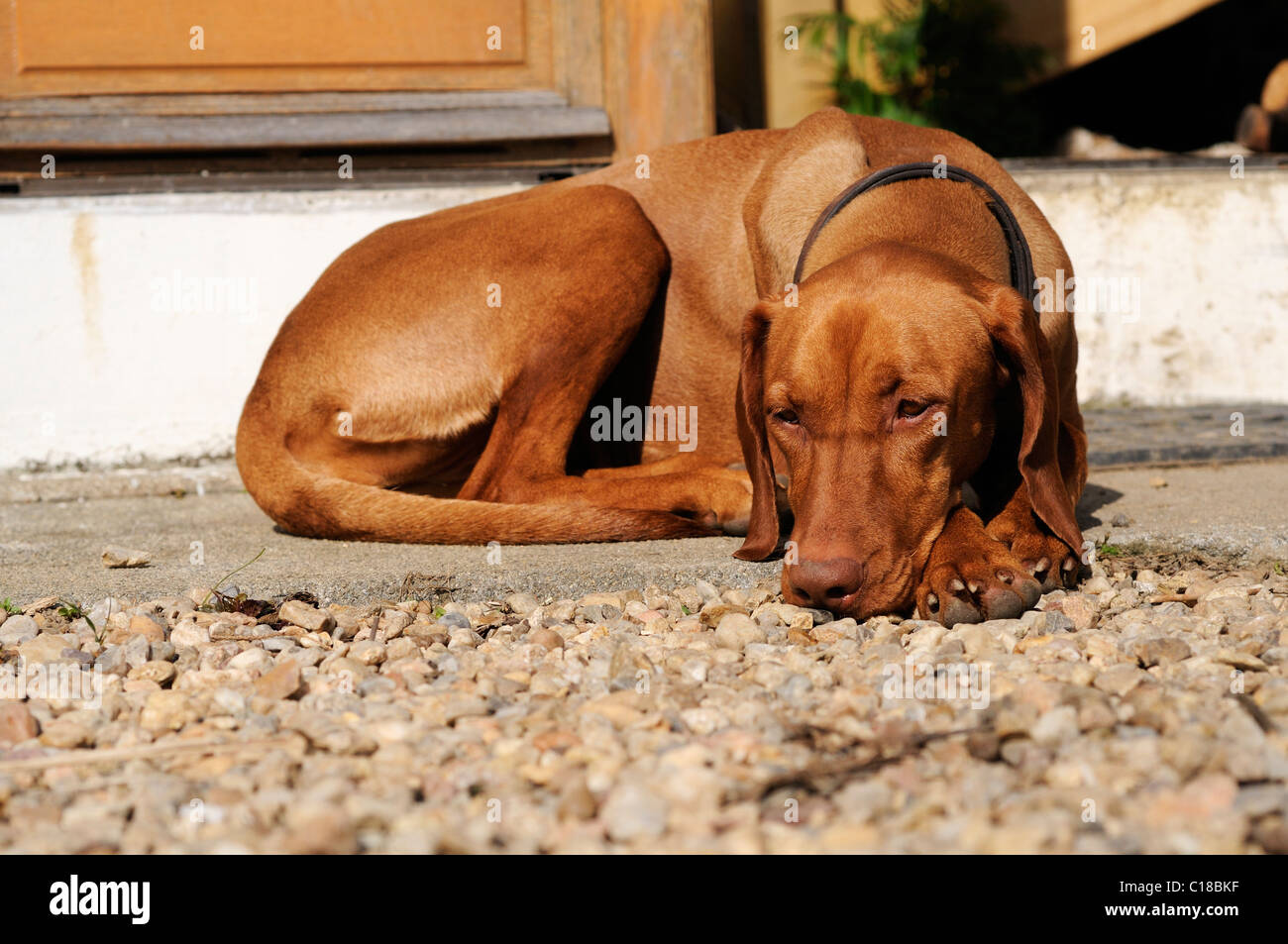 Stock photo d'un coin couchage Chien Hongrois Vizsla devint. Banque D'Images