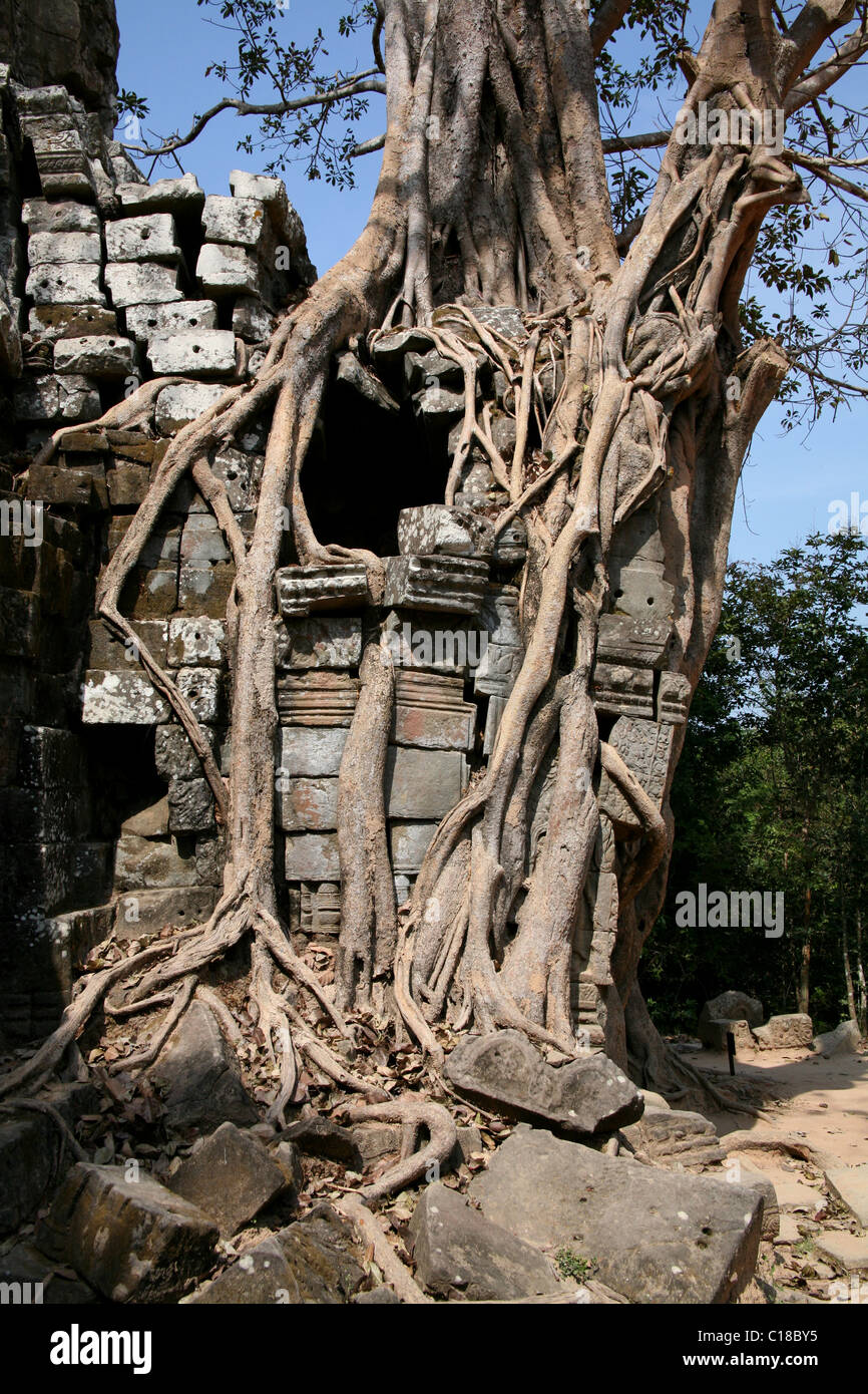 Ta Som temple à Angkor, Cambodge Banque D'Images
