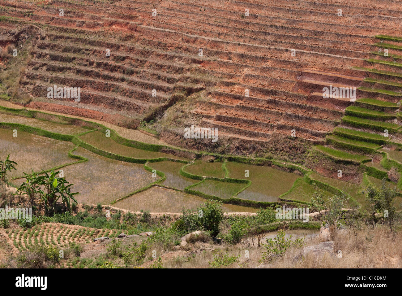 River valley gérés pour le riz (Oryza sativa), et d'autres cultures illicites. Le sud de Madagascar. Banque D'Images