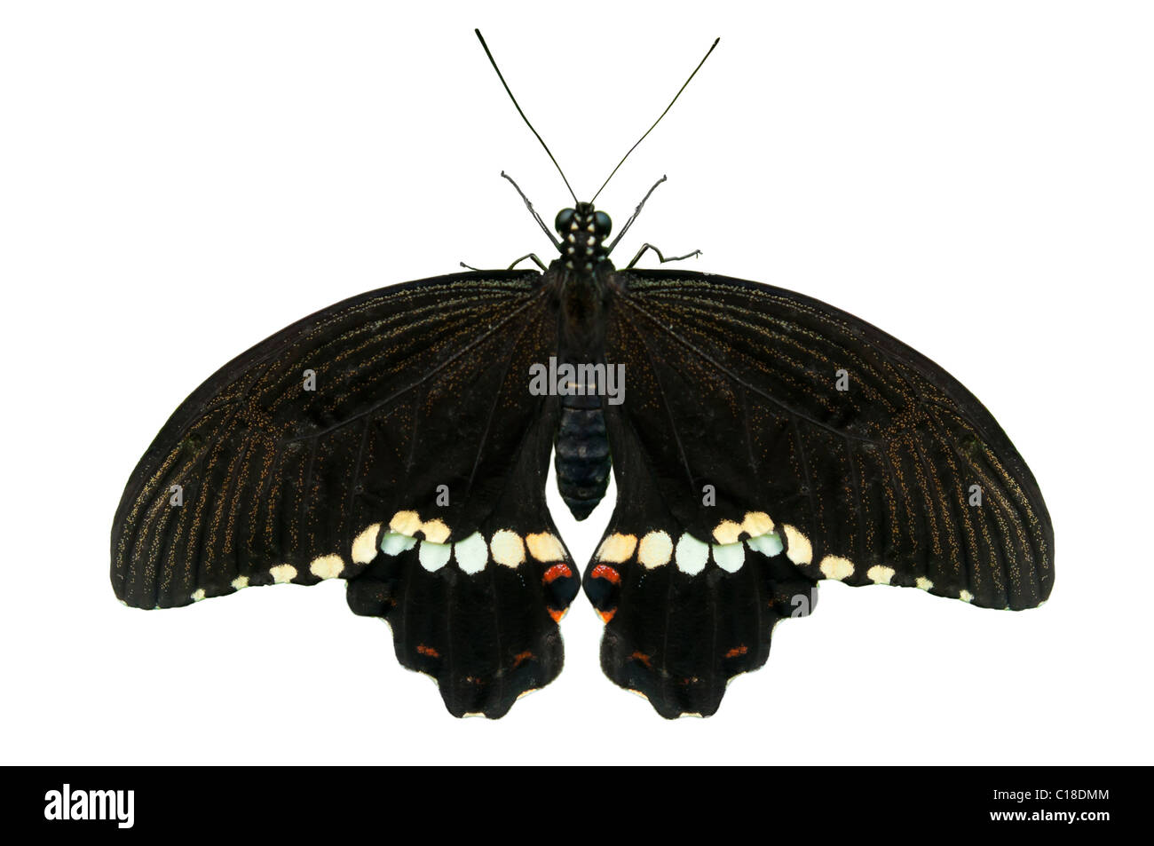 Papillon noir isolé sur fond blanc Banque D'Images