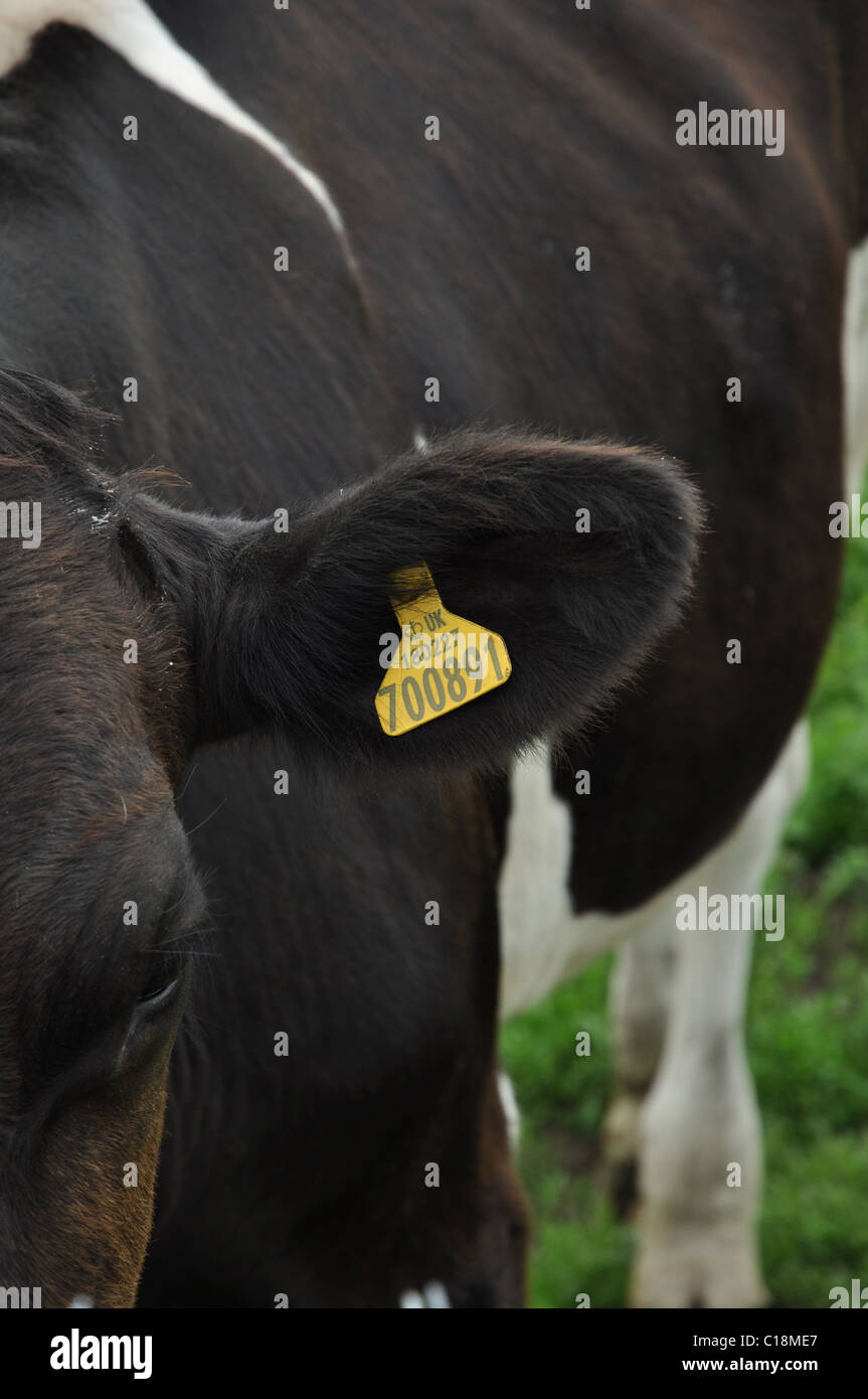 Une vache avec une étiquette à l'oreille Banque D'Images