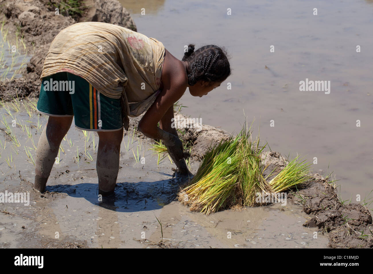 Femme le repiquage du riz (Oryza sativa) dans une rizière inondée. Madagascar. Banque D'Images