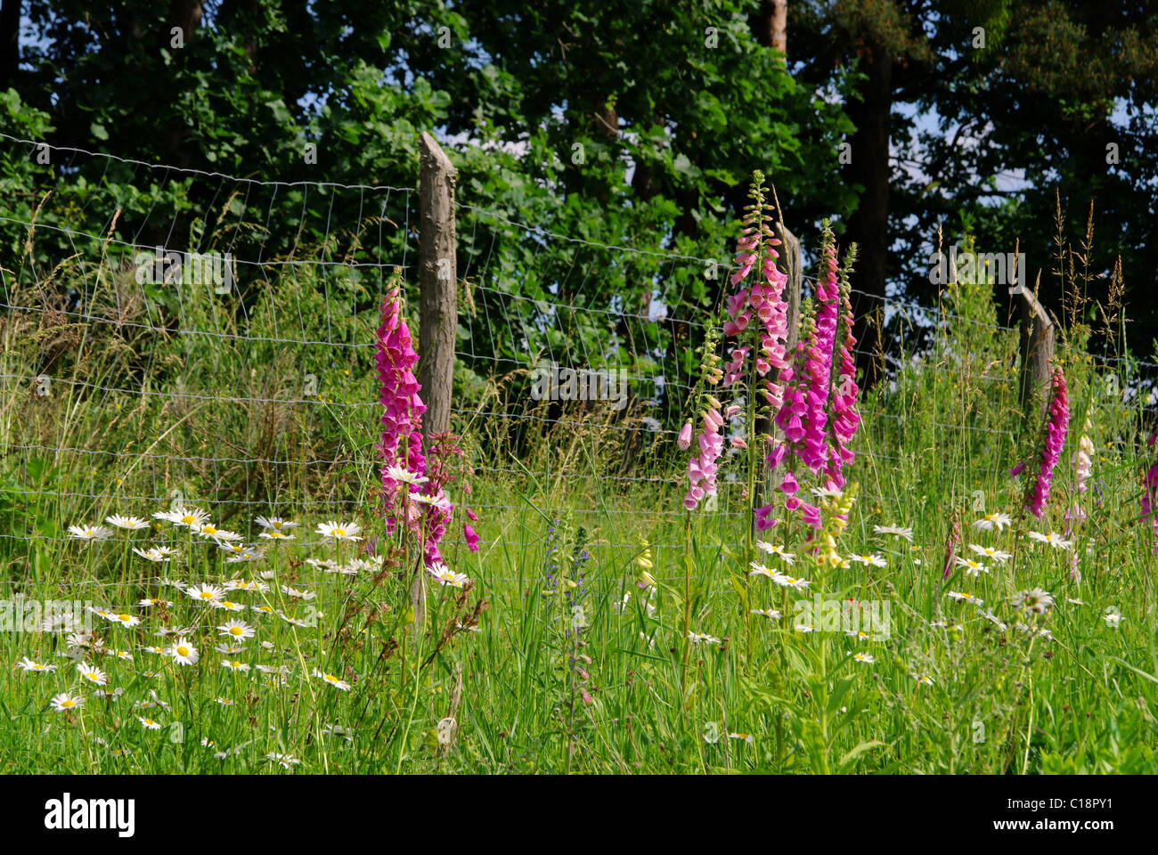 Blumenwiese - pré des fleurs 09 Banque D'Images