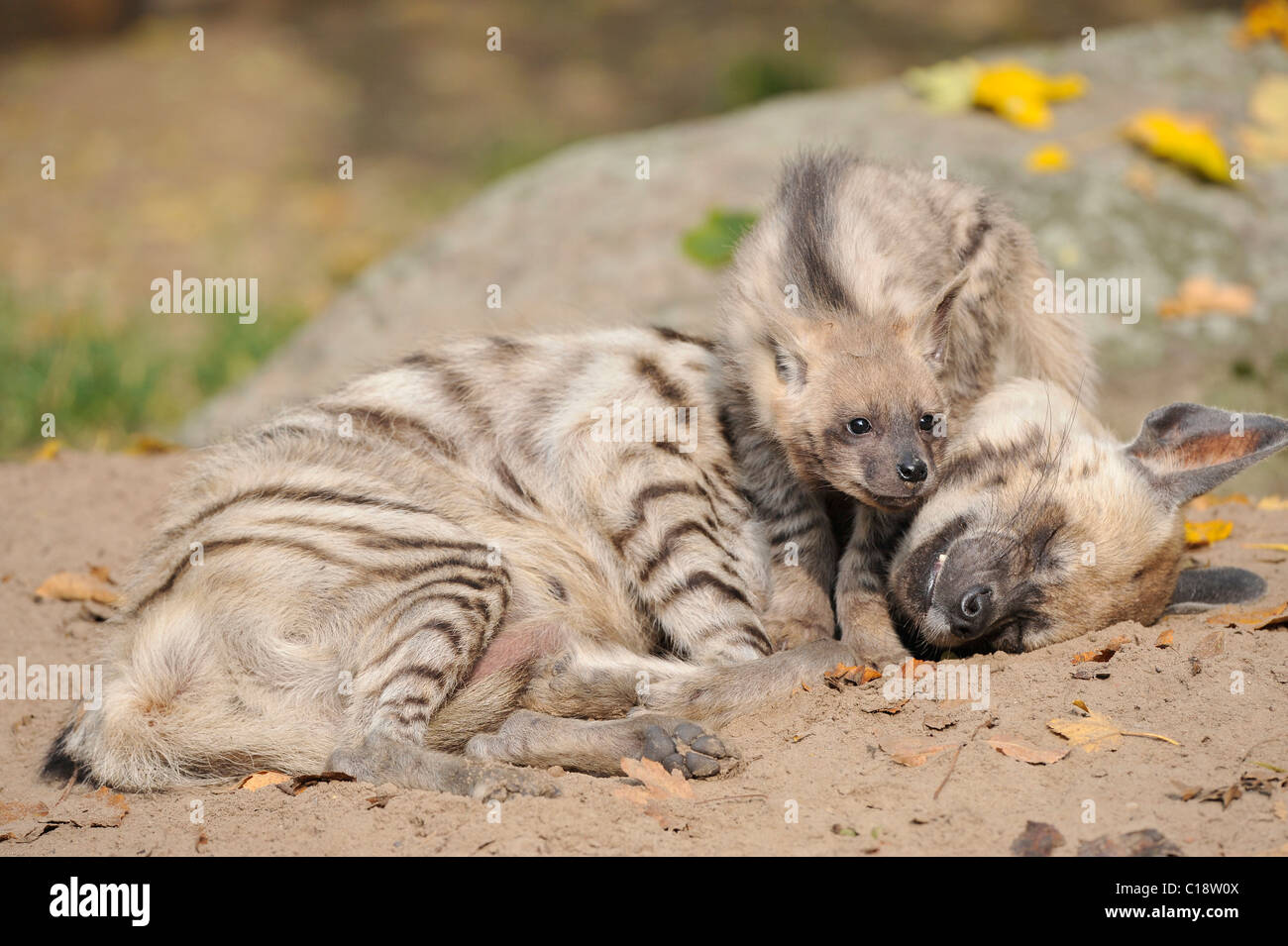Hyène rayée (Hyaena hyaena), avec de jeunes animaux, Tierpark Berlin, Germany, Europe Banque D'Images