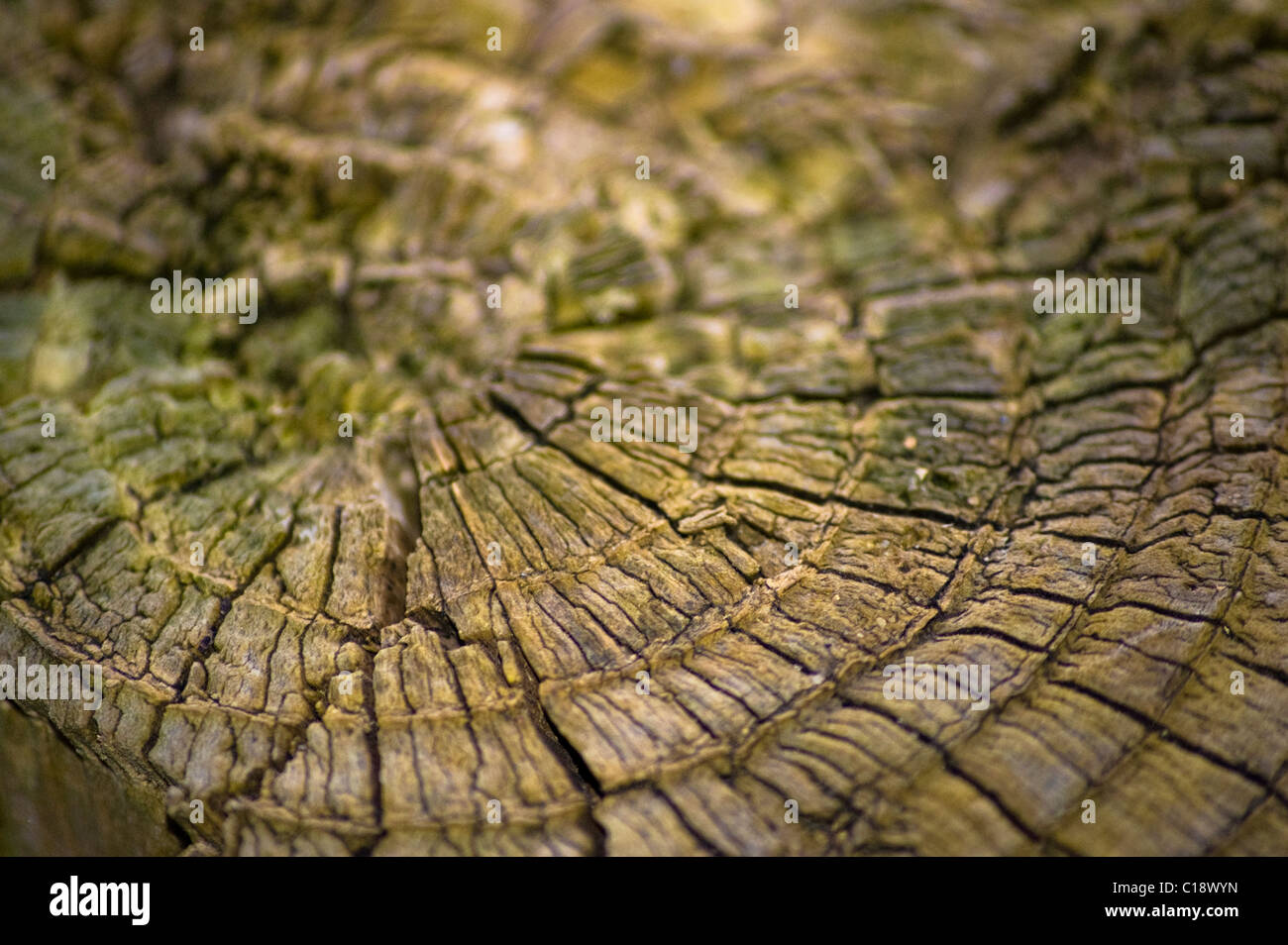 Un gros plan d'un arbre avec anneaux de lichen et de mousse Banque D'Images