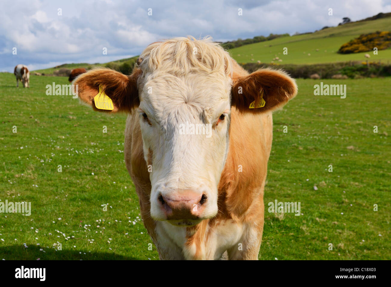 Une vue sur la tête d'une vache dans un pré. Abbotsham, Devon, Angleterre. Banque D'Images