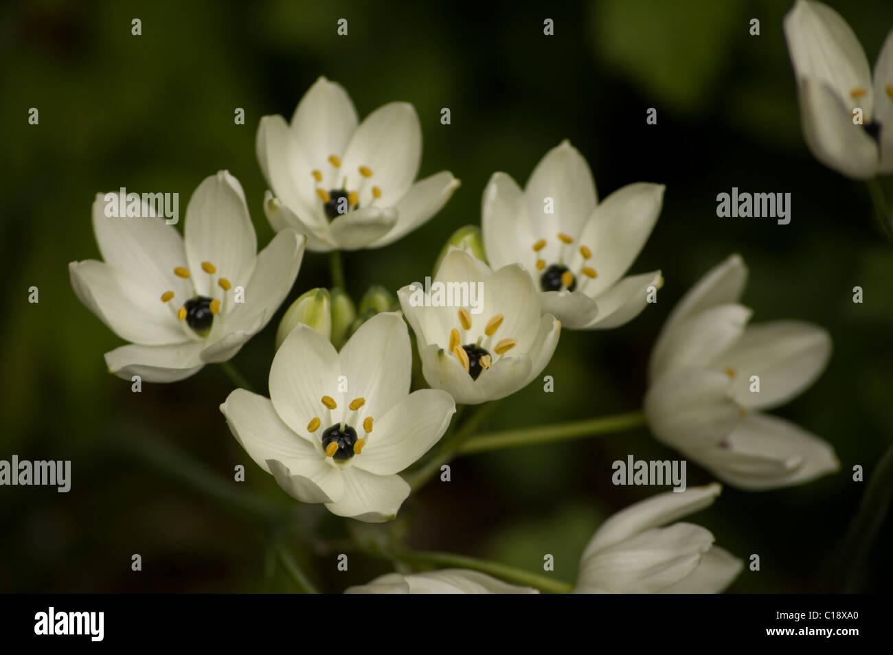 Fleurs blanches à centre noir Photo Stock - Alamy