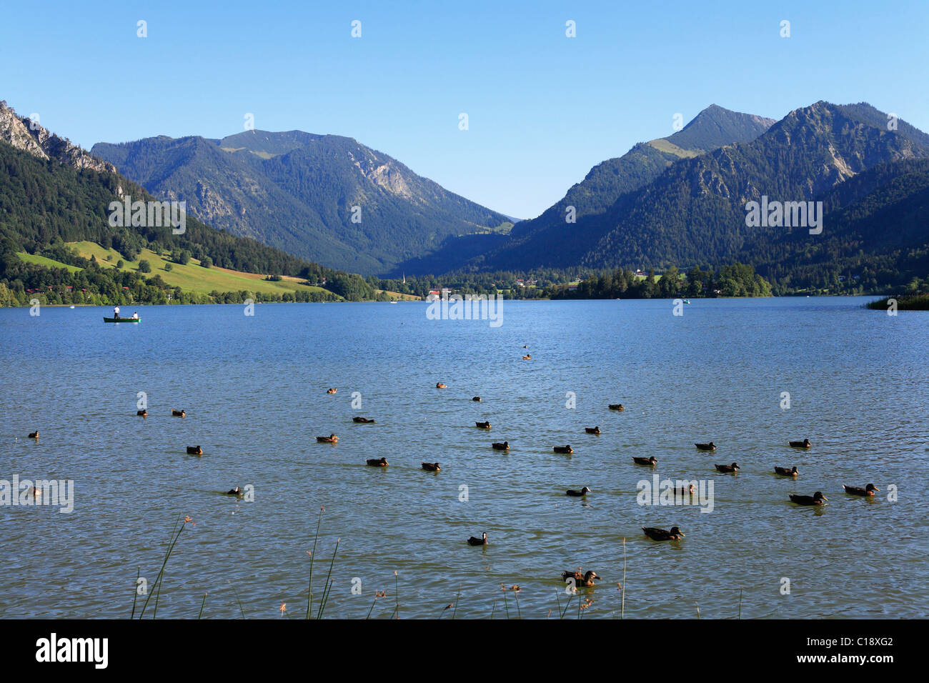 Des canards au lac de Schliersee, Mangfall montagnes avec Mt. Nagelspitz et Mt. Brecherspitz, Upper Bavaria, Germany, Europe Banque D'Images