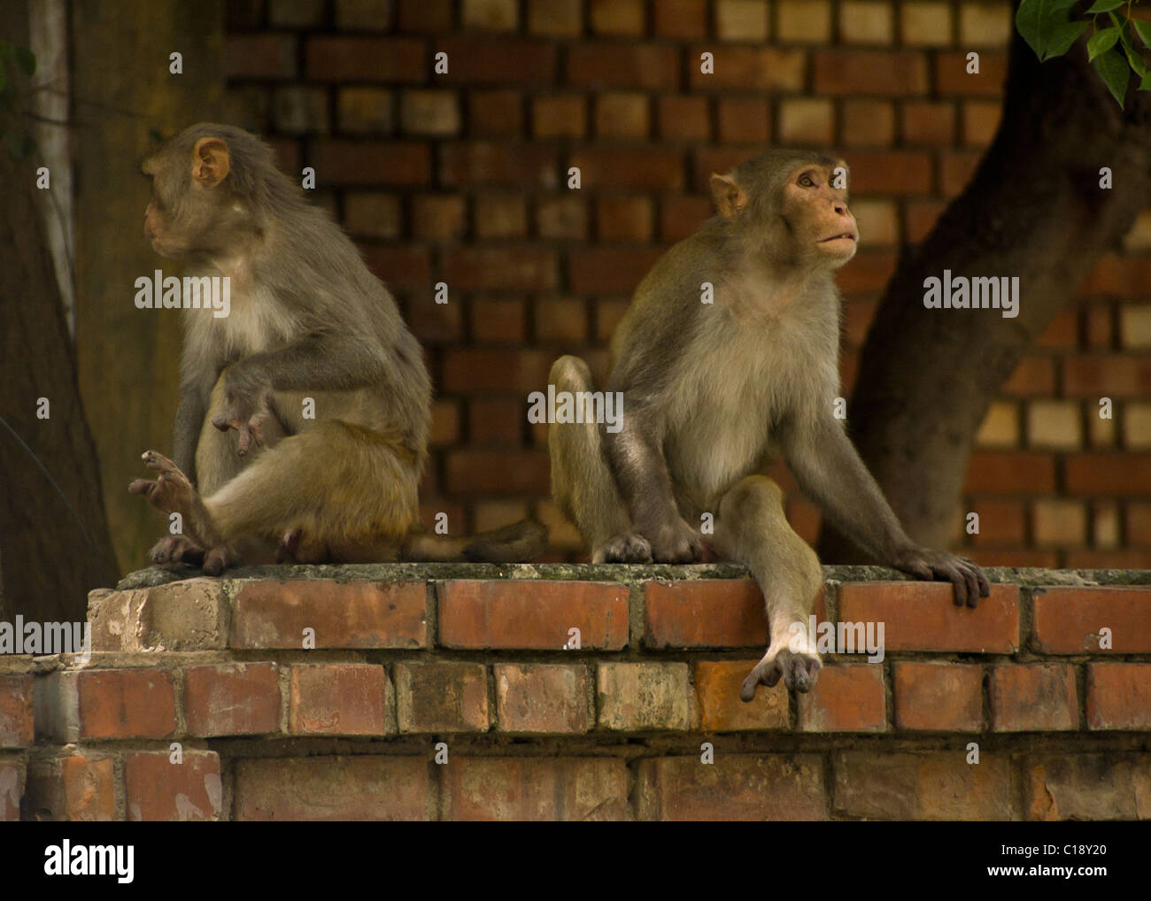 Deux singes assis sur un mur dans une zone résidentielle dans une ville en Inde Banque D'Images