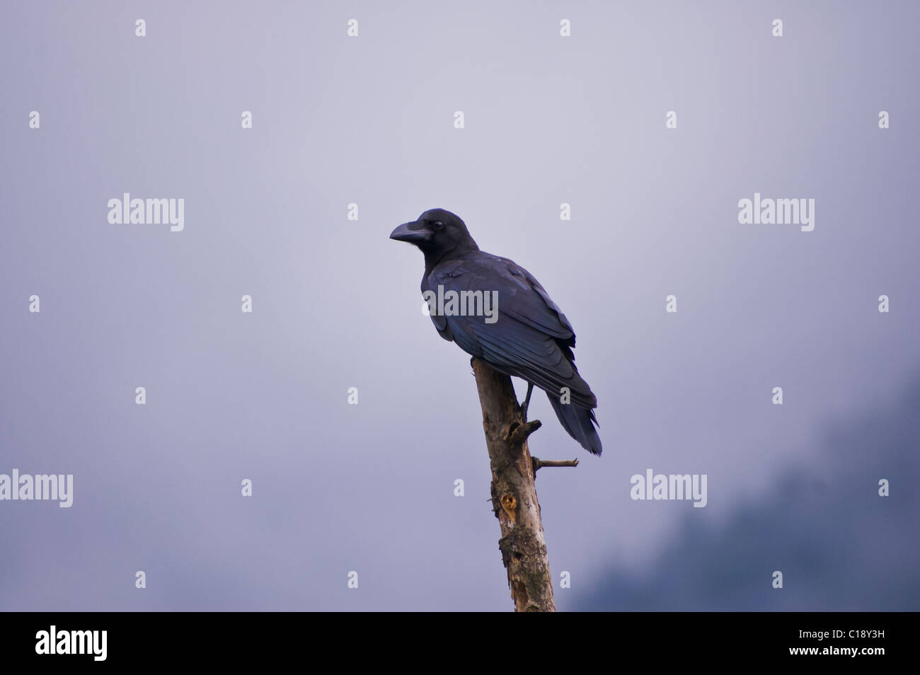 Un grand oiseau sur un arbre mort dans l'Himachal Pradesh, Inde Banque D'Images