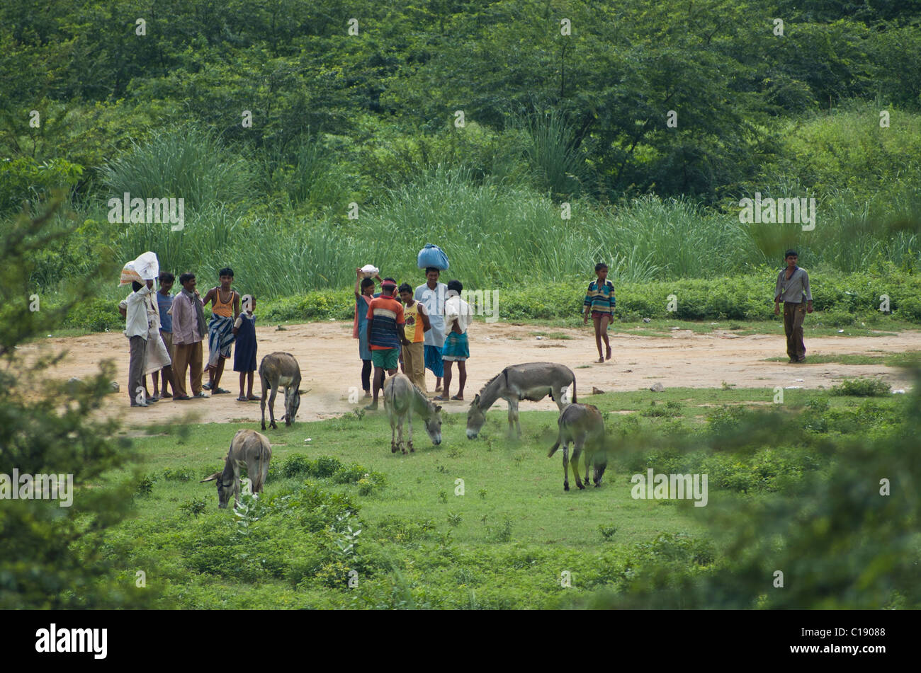 Un groupe de travailleurs et de l'âne chat éleveurs en Inde Banque D'Images