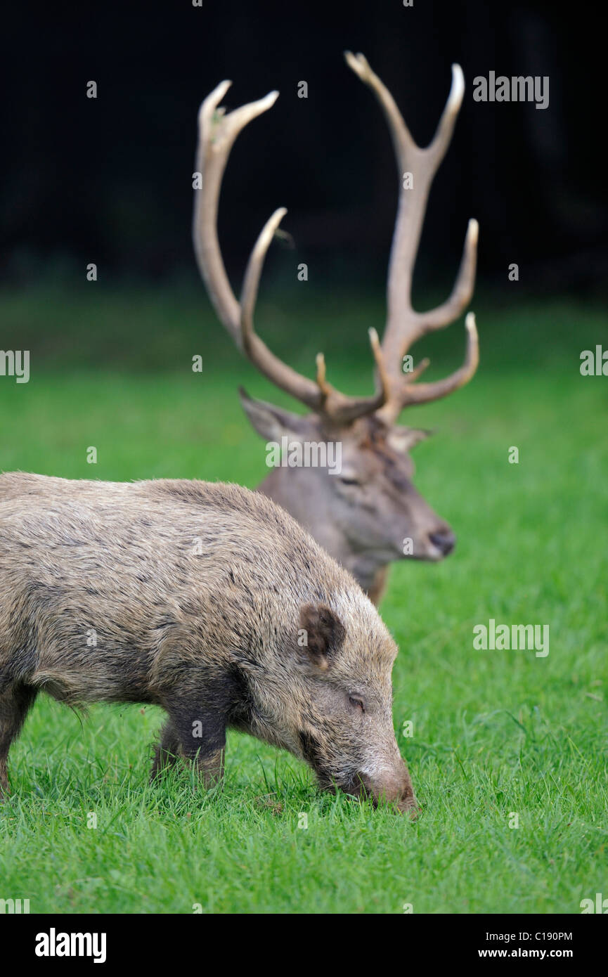 Sanglier, le sanglier (Sus scrofa) avec red deer (Cervus elaphus), stag Banque D'Images