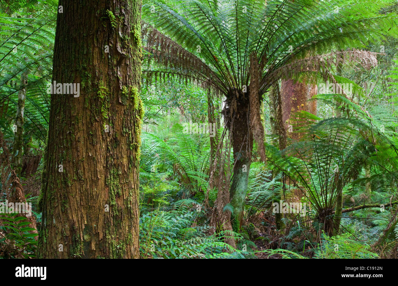 Forêt tropicale, Great Otway National Park, Victoria, Australie Banque D'Images