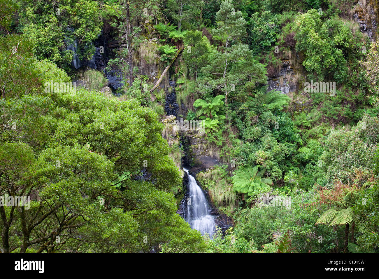 Sabine Falls, Great Otway National Park, Victoria, Australie Banque D'Images