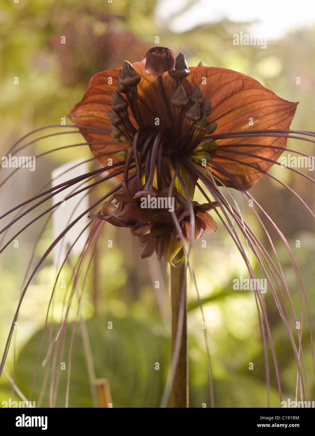 Une fleur chauve-souris Banque D'Images