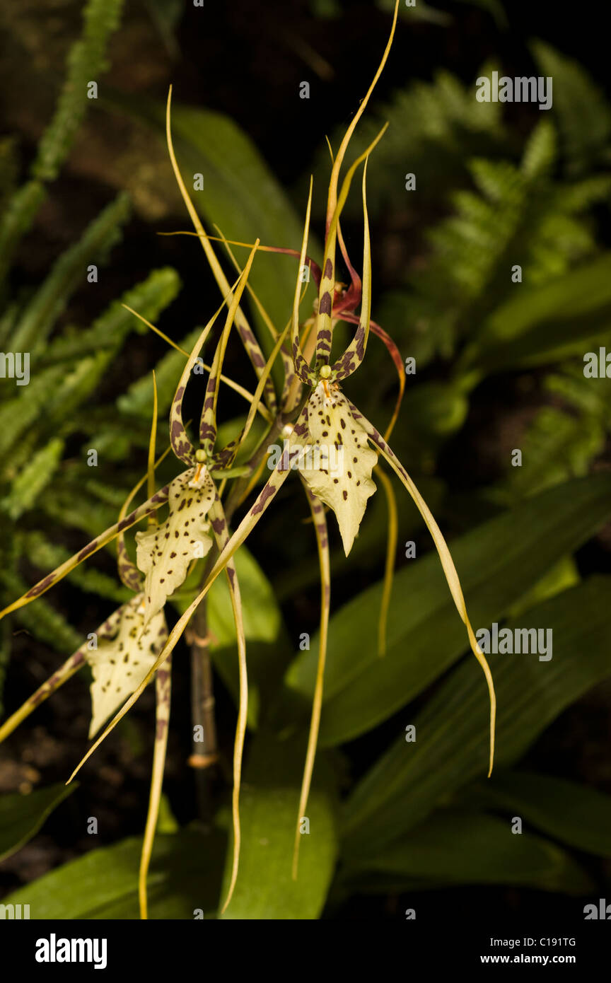 Une orchidée jaune Banque D'Images