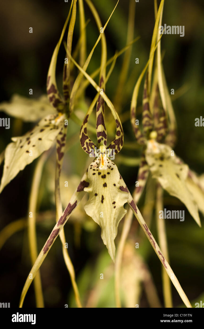 Orchidée araignée Banque D'Images