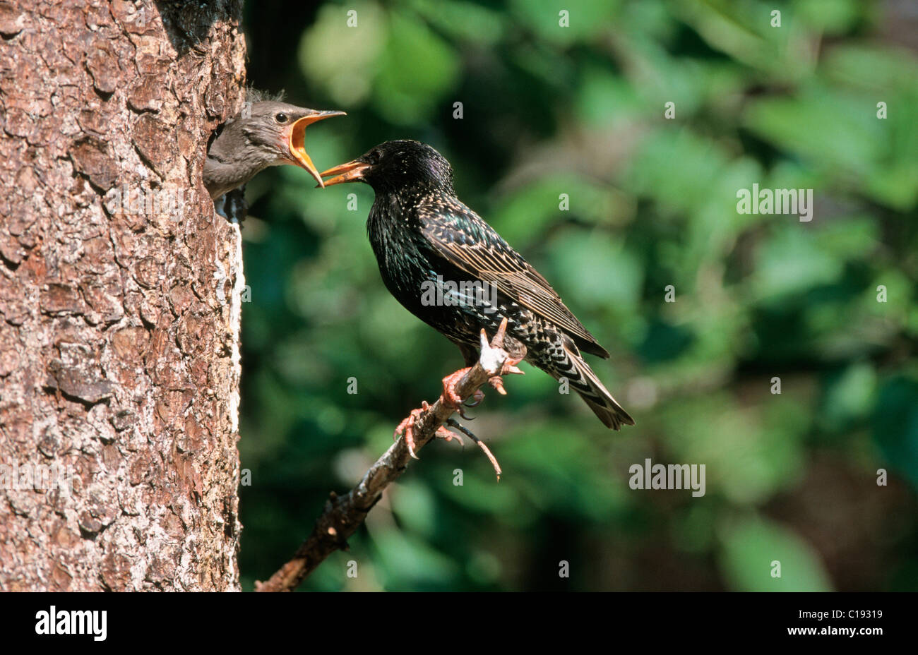 L'Étourneau sansonnet Étourneau sansonnet ou l'Étourneau sansonnet (Sturnus vulgaris) au nid Banque D'Images