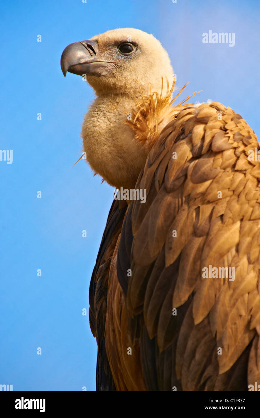 Euracian vautour fauve (Gyps fulvus), oiseaux indigènes de l'île de Cres, Beli, Ile de Cres, Croatie Banque D'Images