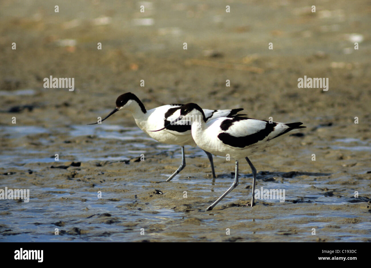 Avocette élégante (Recurvirostra avosetta), paire à chercher de la nourriture, de l'île de Texel, Hollande, Europe Banque D'Images