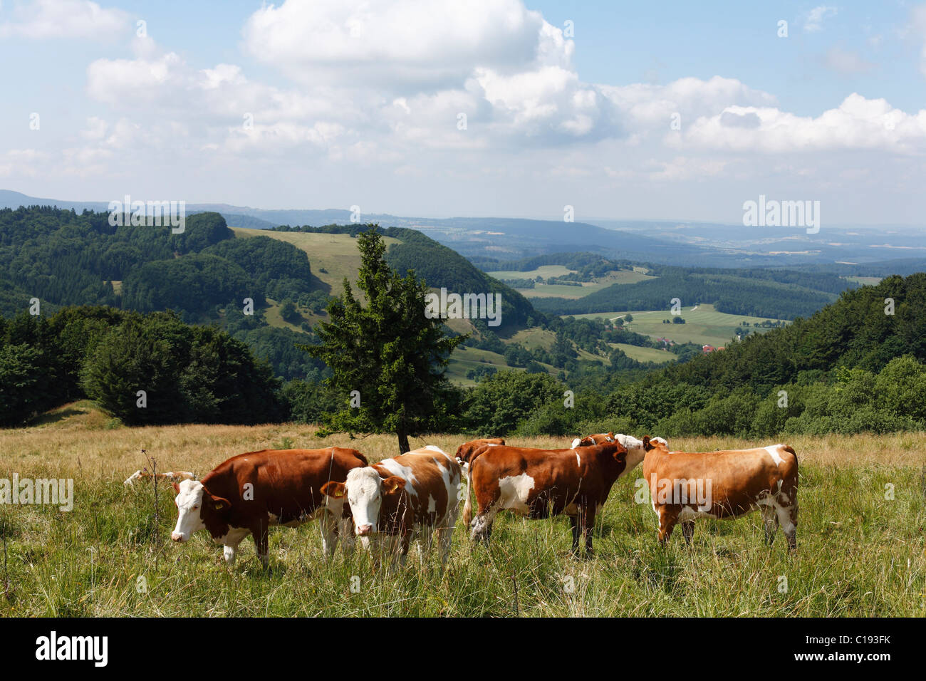 Vaches qui paissent sur Mt. Wasserkuppe, Rhoen Mountains, Hesse, Germany, Europe Banque D'Images