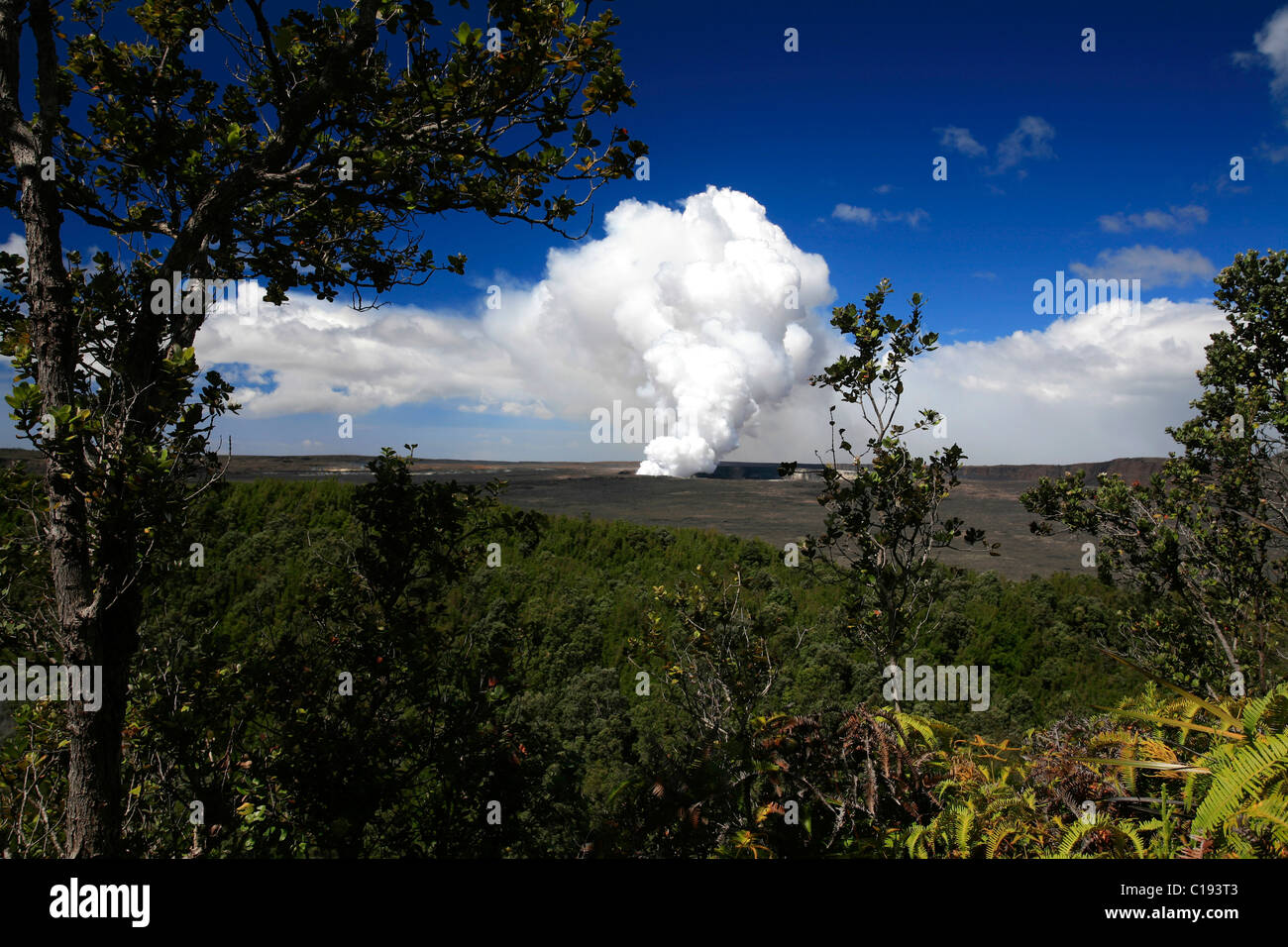 Les changements de la végétation tropicale avec le paysage volcanique dans le Parc National des Volcans, Big Island, Hawaii, Hawaii, USA Banque D'Images