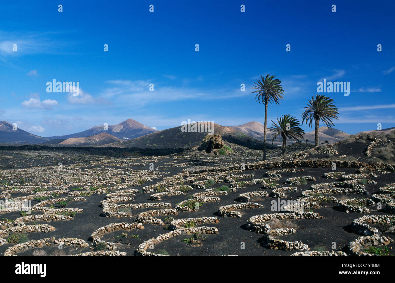 Vignoble sur les montagnes volcaniques par Uga à Lanzarote, Canaries, Espagne, Europe Banque D'Images