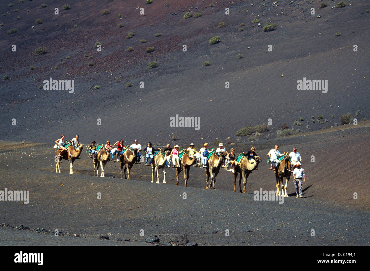Camel tour au Parc National de Timanfaya, Lanzarote, Canary Islands, Spain, Europe Banque D'Images