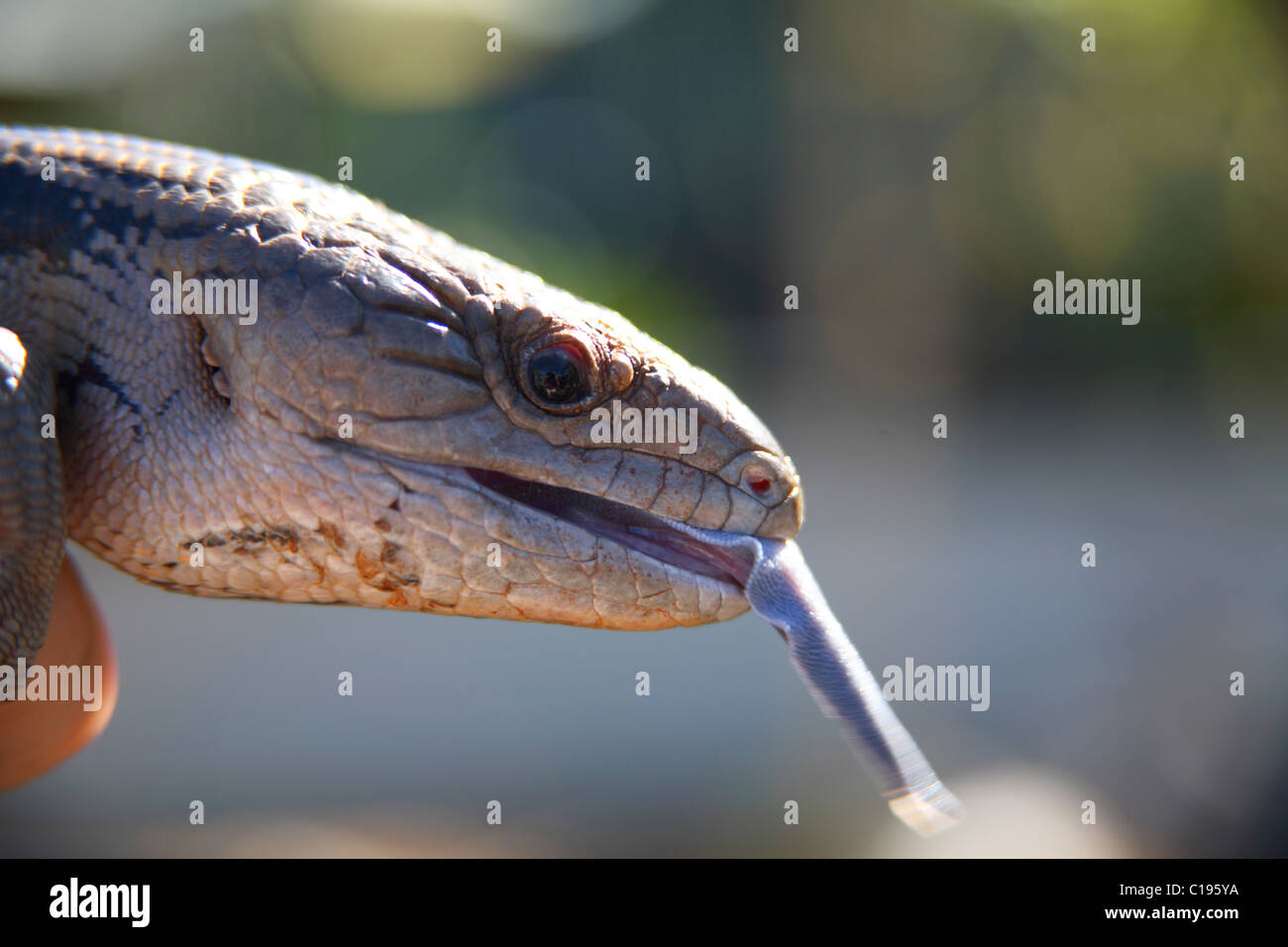 Gros plan d'un skink à tonalités bleues (Tiliqua) sortant sa langue bleue à la lumière naturelle Banque D'Images