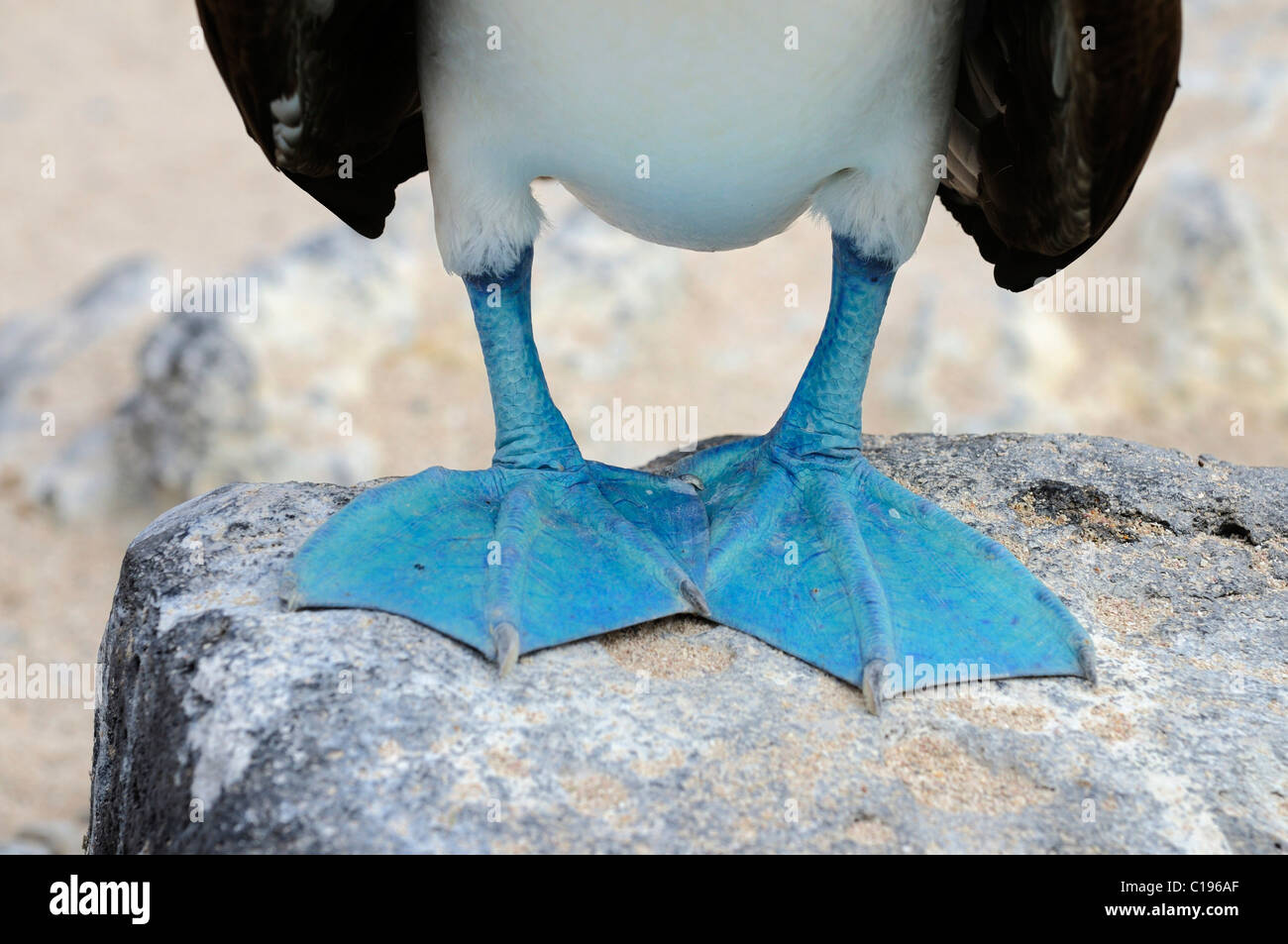 Pieds de la fou à pieds bleus (Sula nebouxii), l