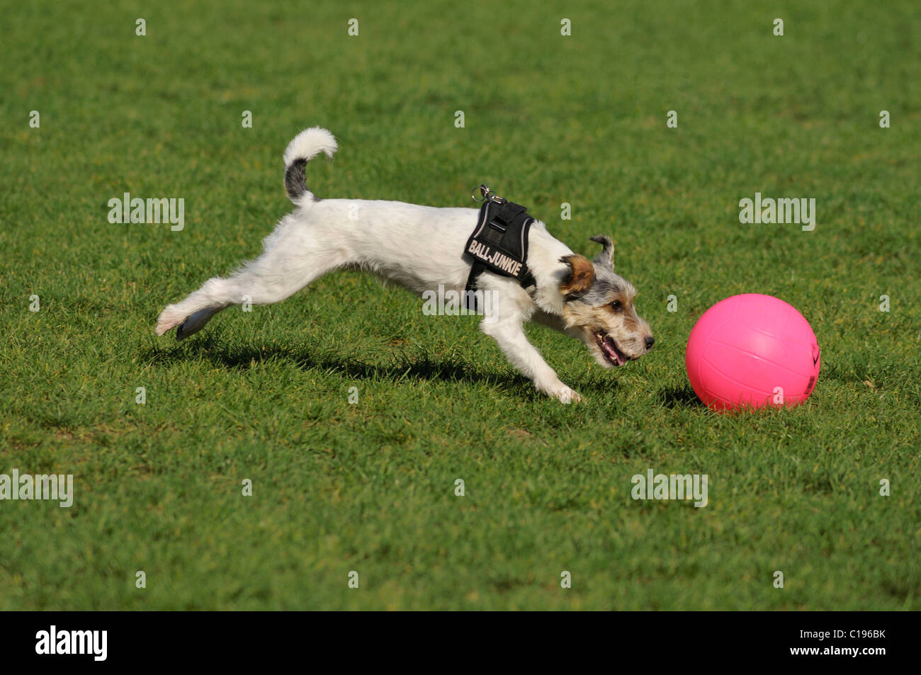 Sprint terrier après sa balle rose Banque D'Images