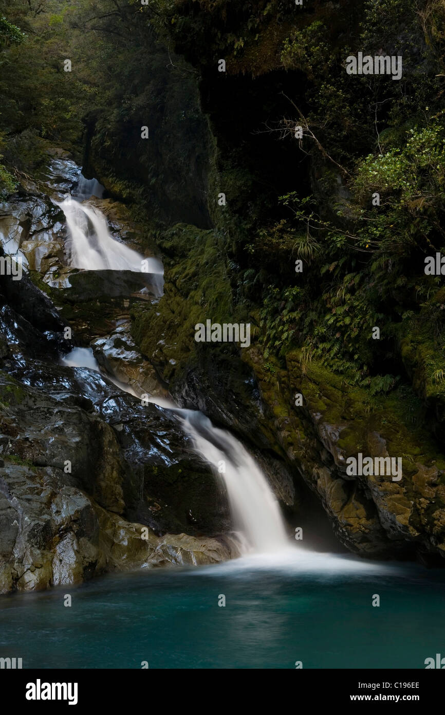 Cascade de la forêt vierge vert, Routeburn Track, Southland, île du Sud, Nouvelle-Zélande Banque D'Images