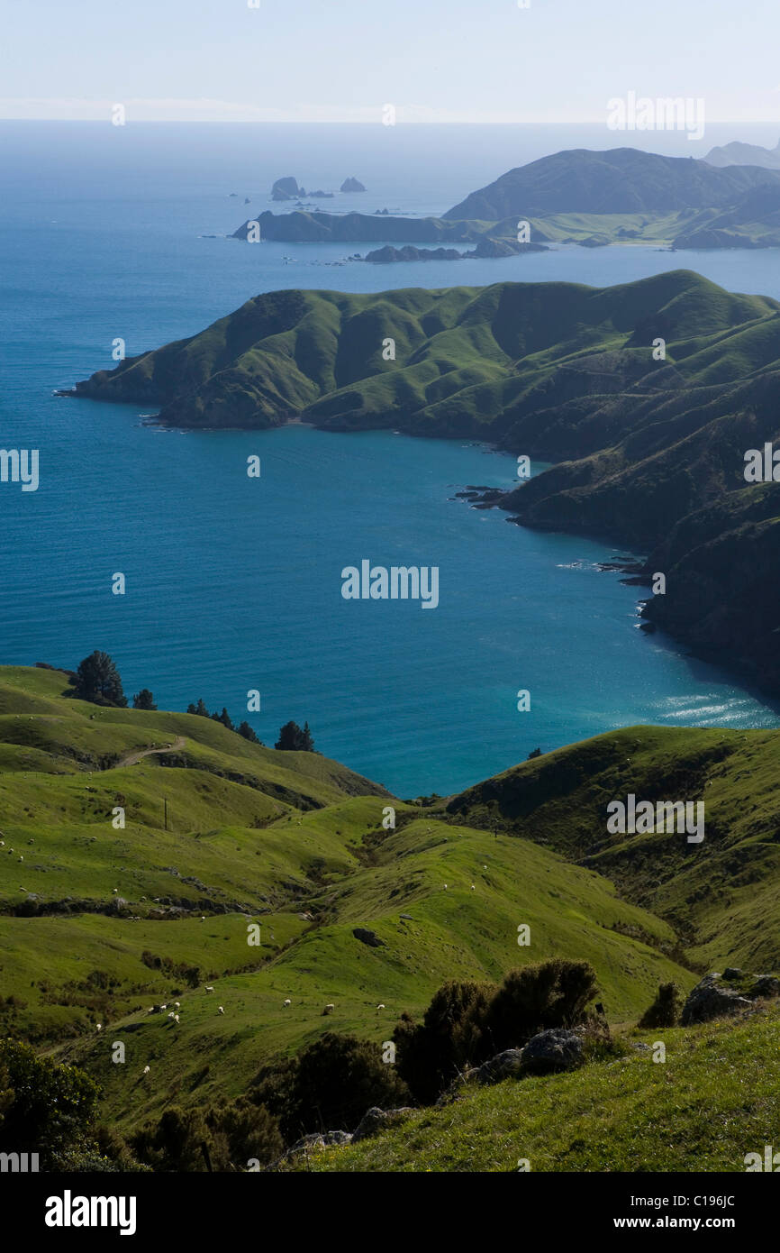 Paysage verdoyant de collines dans la région de Marlborough Sounds, Okuri Bay, Marlborough, île du Sud, Nouvelle-Zélande Banque D'Images