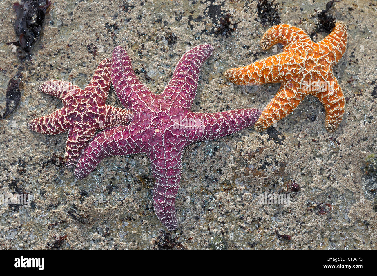 Les étoiles de mer (Échinodermes spec.) dans un bassin laissés par la marée, Olympic National Park, Washington, USA, Amérique du Nord Banque D'Images