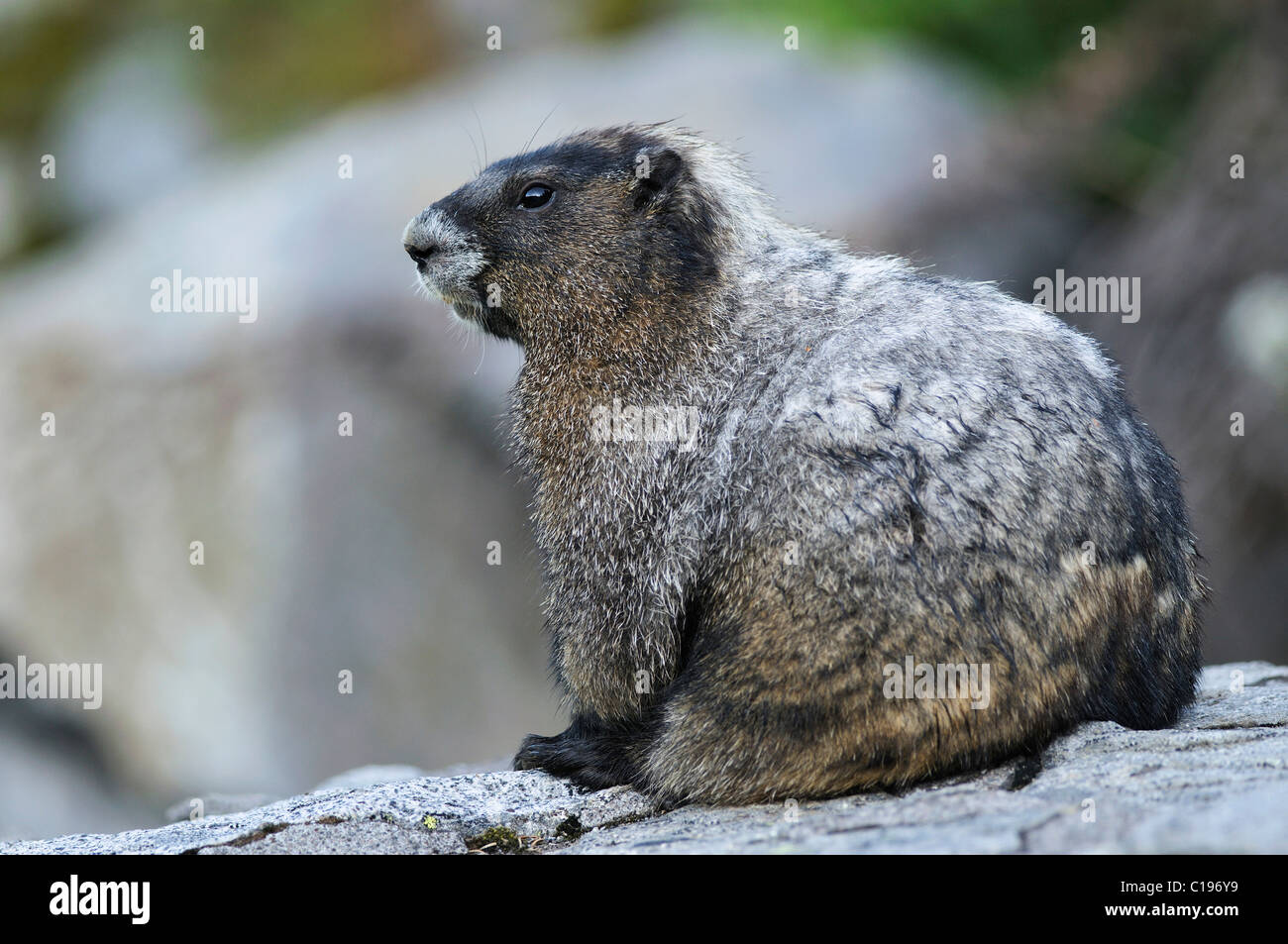(Marmot Marmota) sur une falaise, Mt. Rainier National Park, Washington, USA, Amérique du Nord Banque D'Images