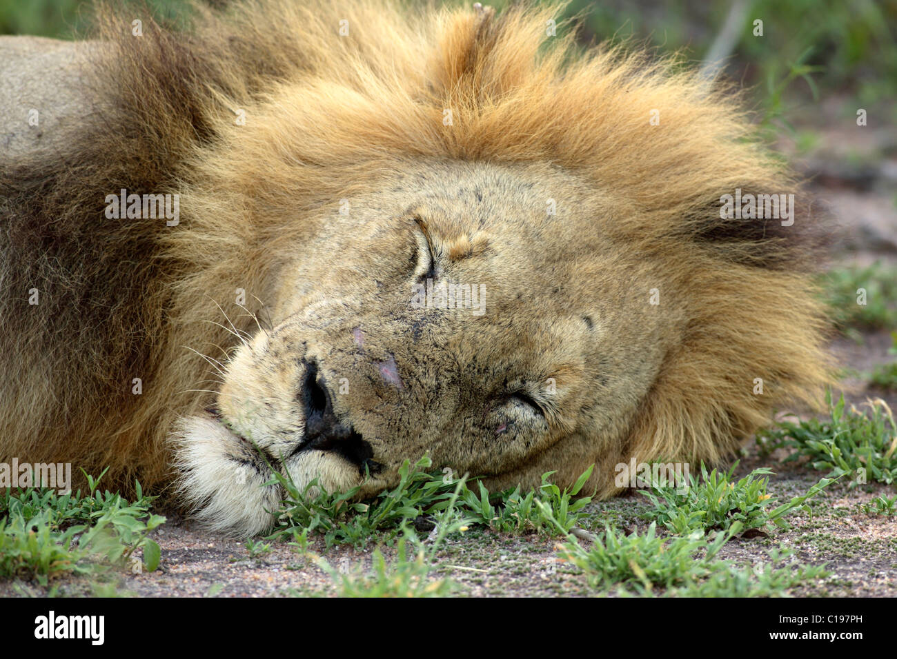 Lion (Panther), mâle adulte, dormir, portrait, Sabi Sand Game Reserve, Afrique du Sud Banque D'Images