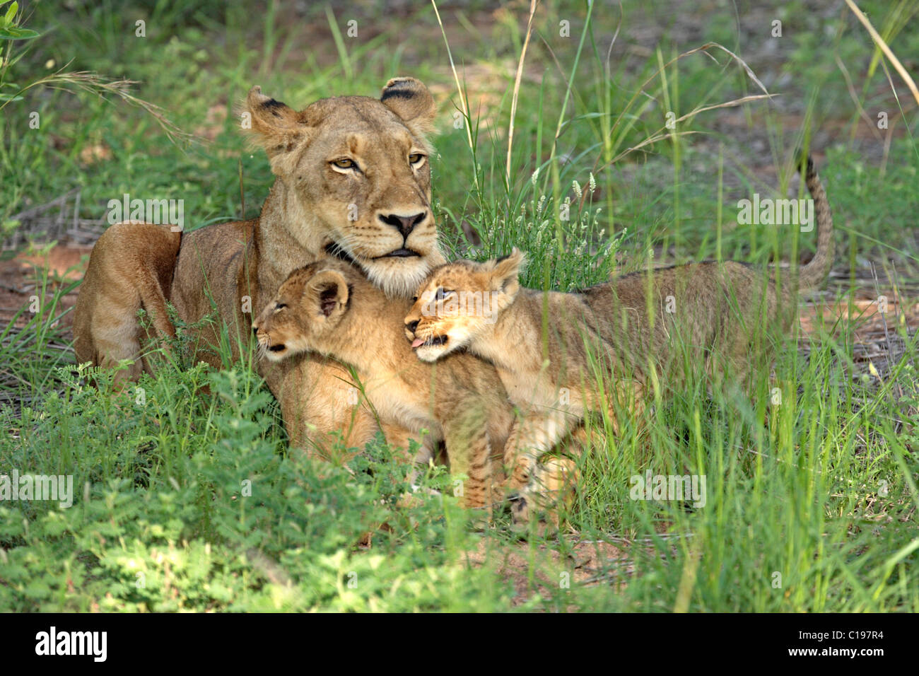 Lion (Leo), panthère lionne et lionceaux, l'interaction sociale, Sabi Sand Game Reserve, Afrique du Sud Banque D'Images