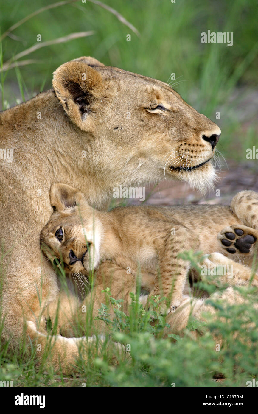 Lion (Leo), panthère lionne et cub, interaction sociale, Sabi Sand Game Reserve, Afrique du Sud Banque D'Images