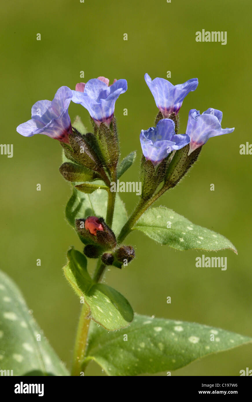 Pulmonaire officinale (Pulmonaria officinalis floraison) Banque D'Images