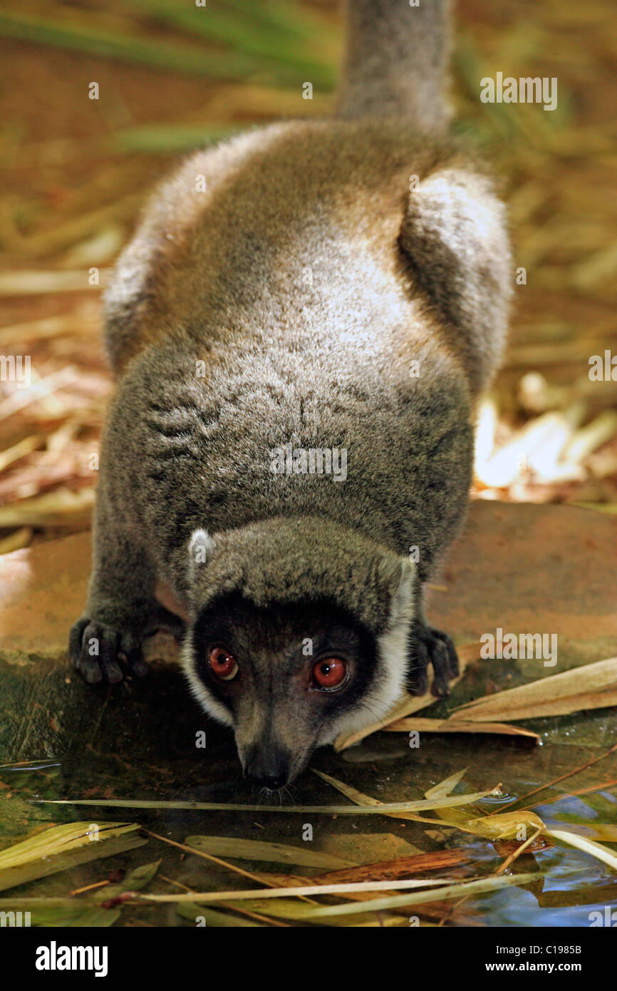 Lémurien Eulemur mongoz (mangouste), mâle adulte, l'eau potable, Madagascar, Afrique Banque D'Images