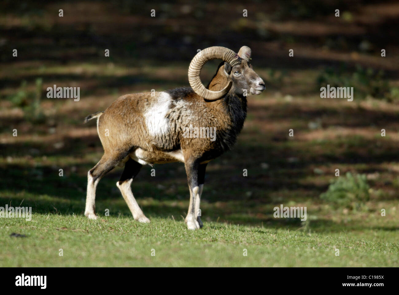 Mouflon mouflon (Ovis ammon musimon), homme, Pfaelzer Wald, Allemagne, Europe Banque D'Images