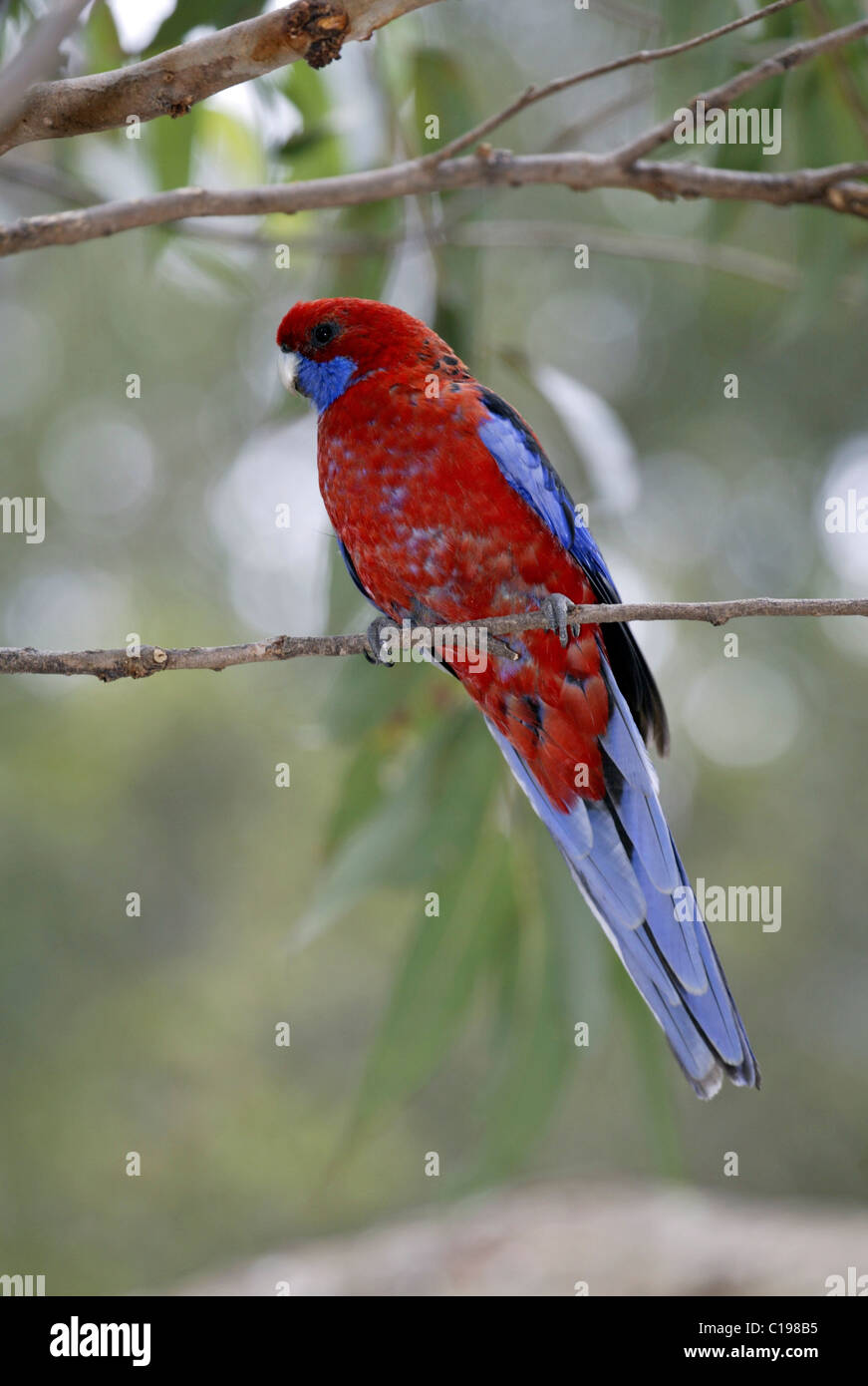 Des profils Crimson Rosella (Platycercus elegans), l'Australie Banque D'Images